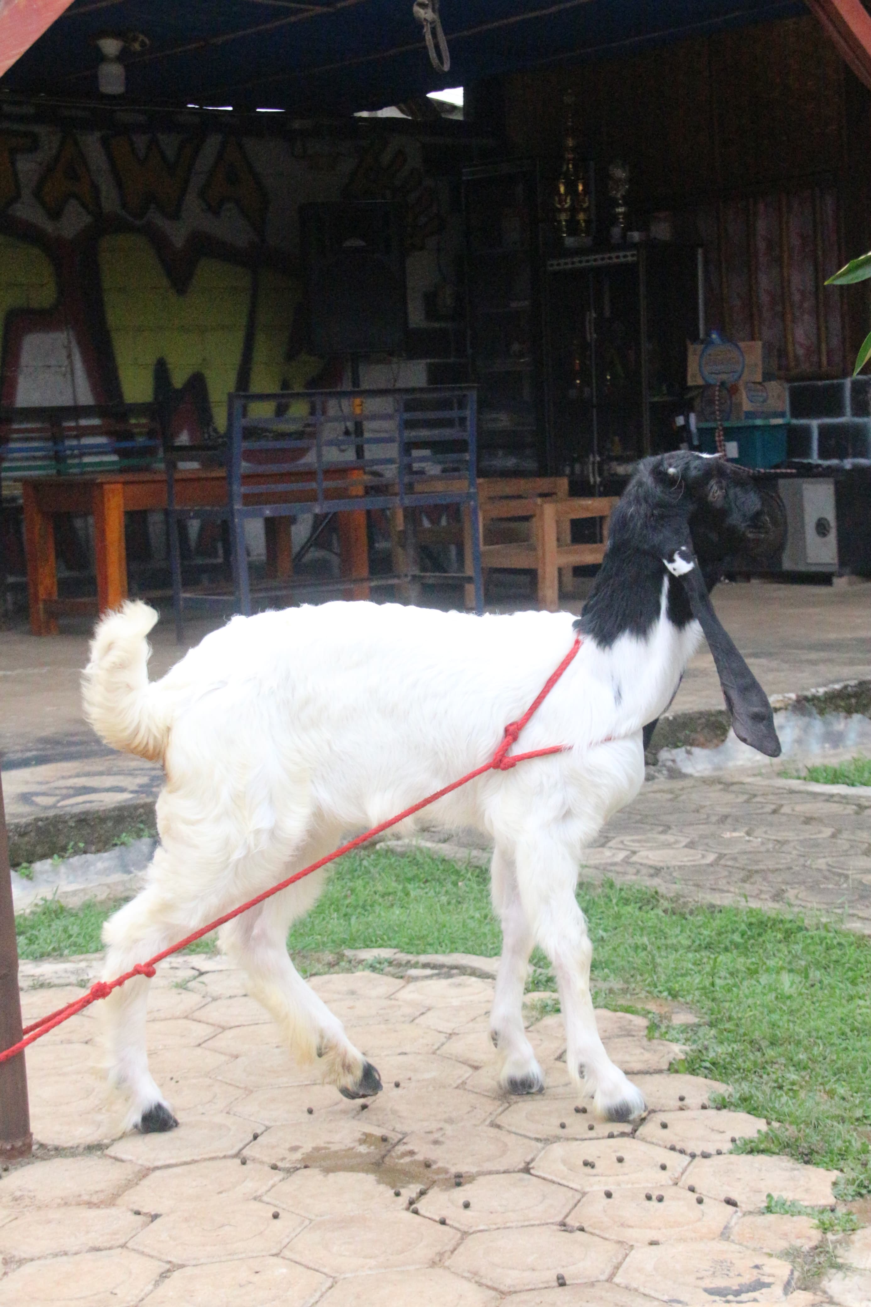 GISEL