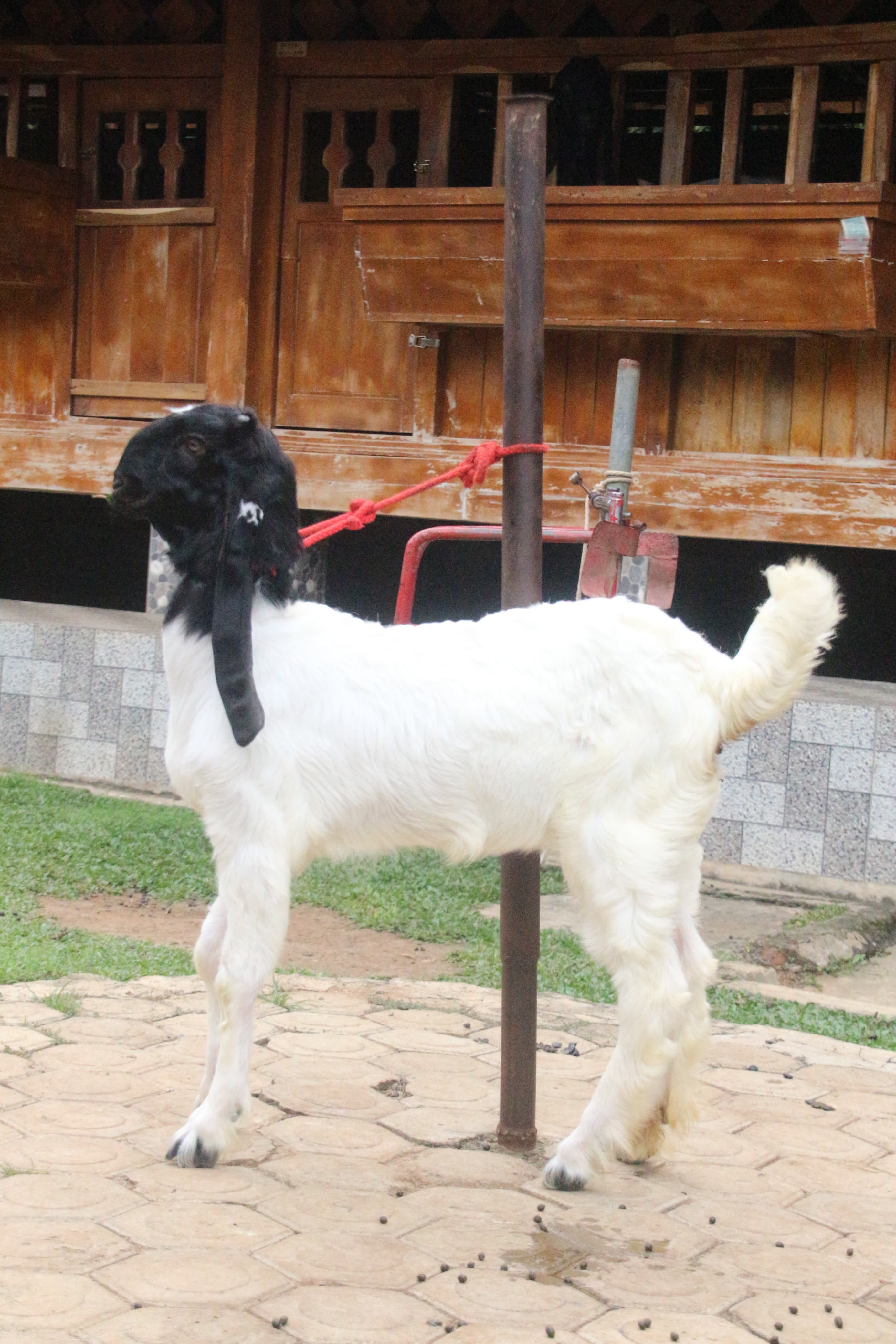 Gambar GISEL - 2