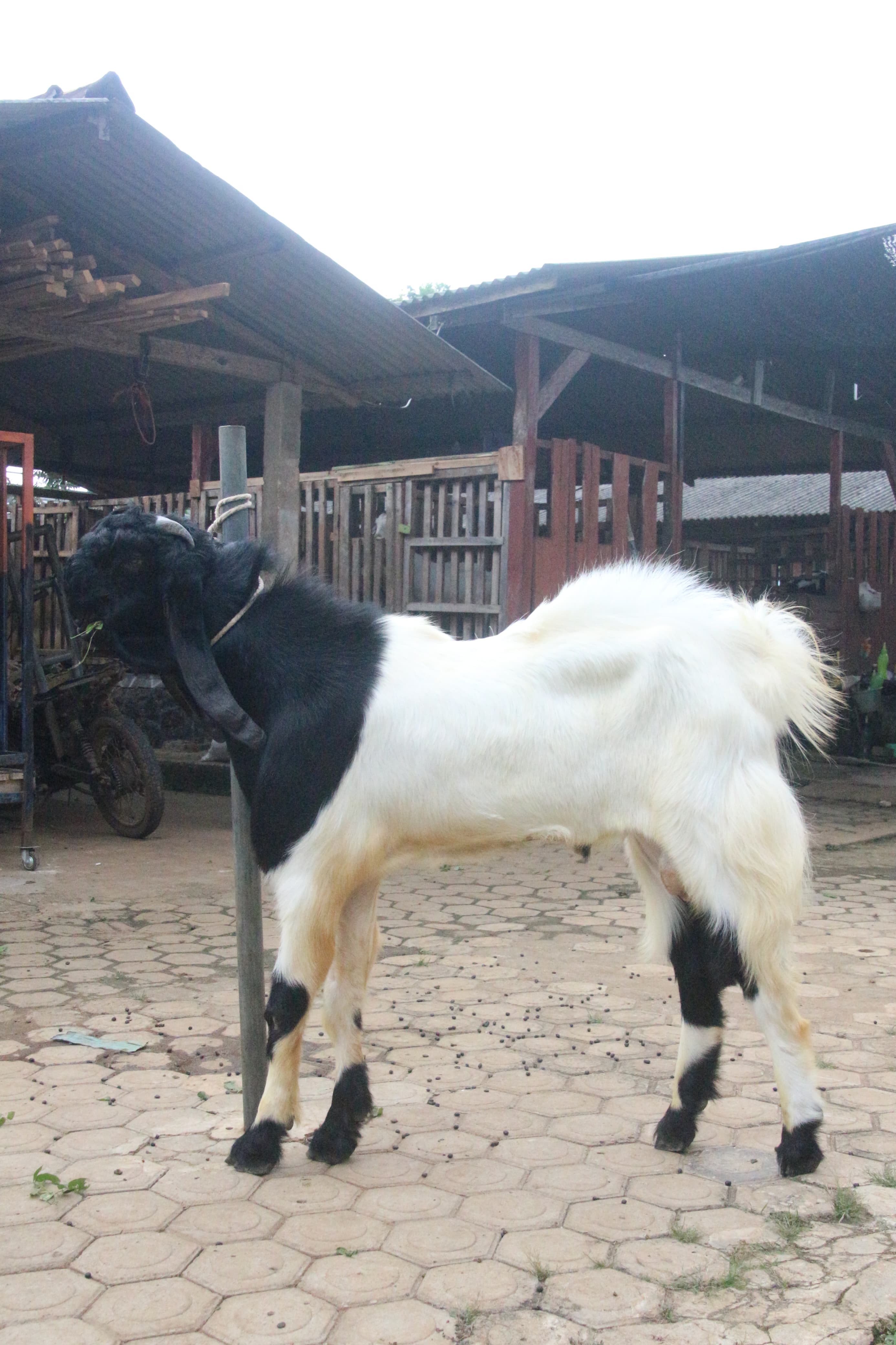Gambar FERDINAN - 2