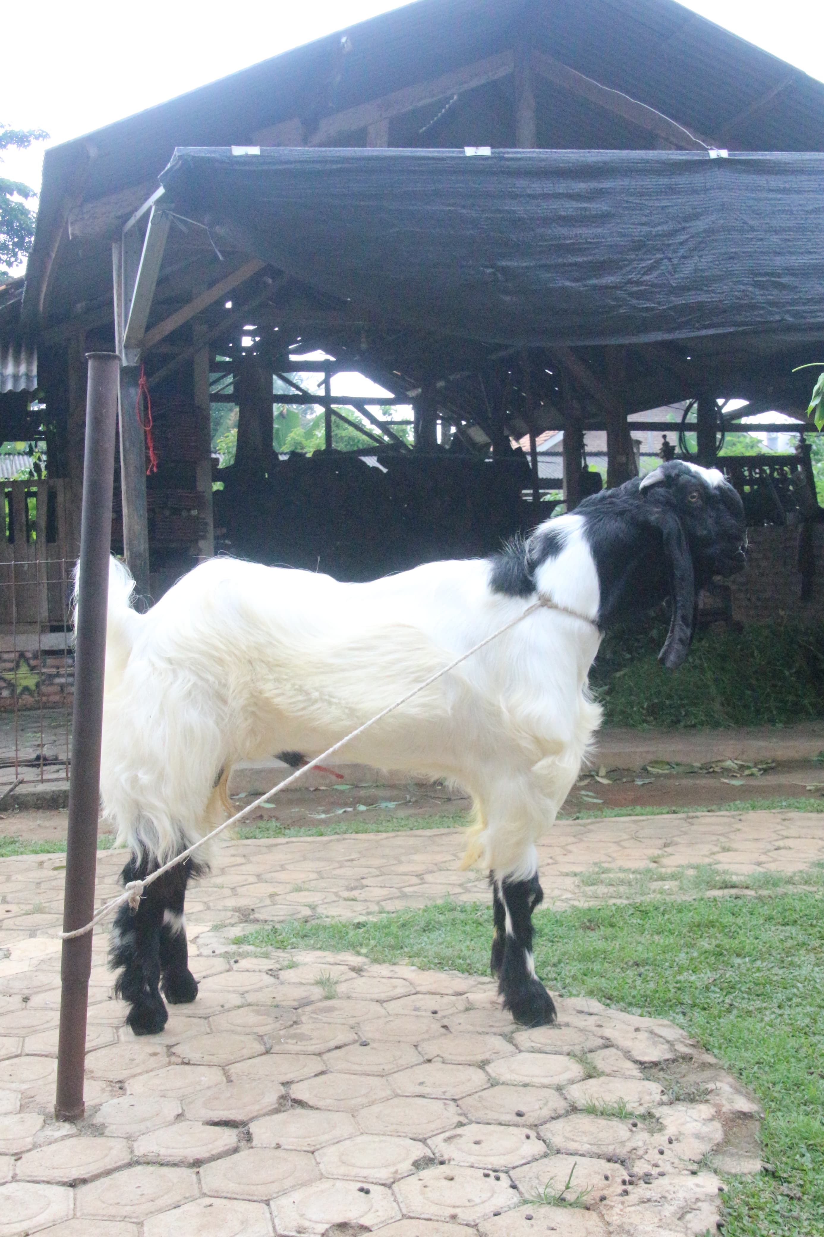 LOPES