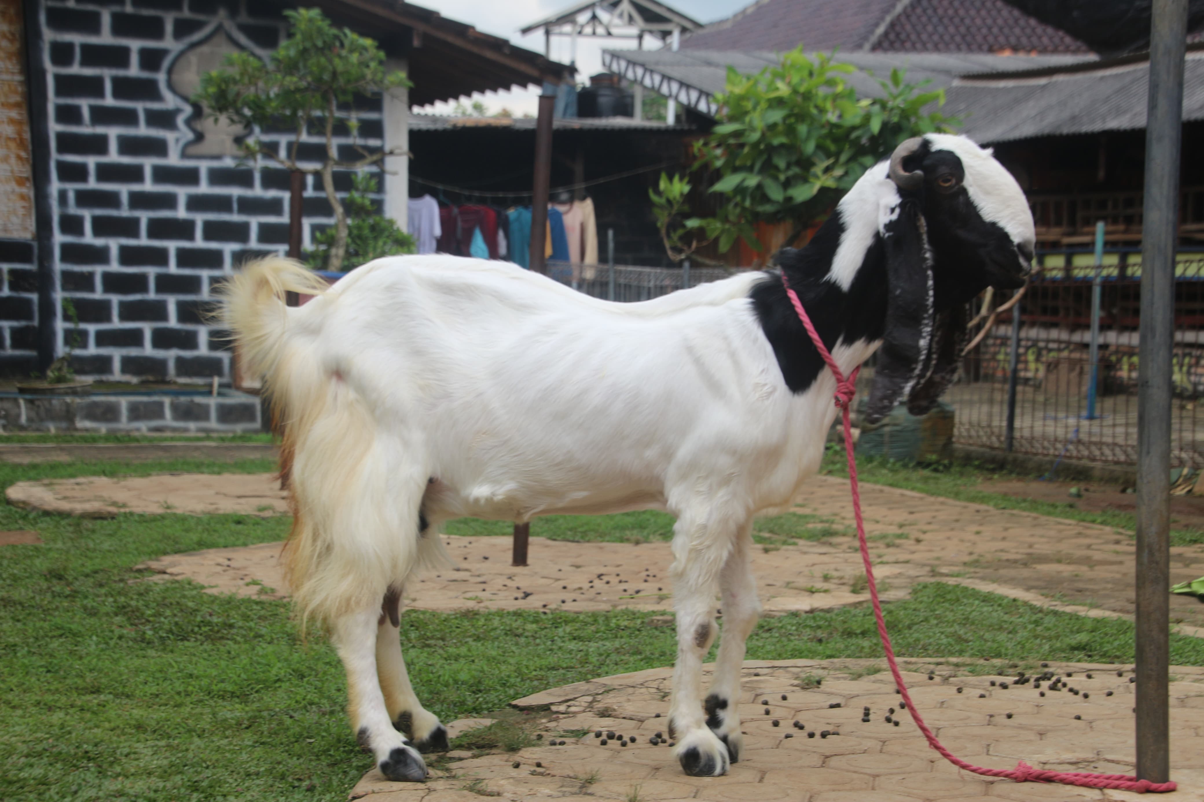 Gambar FEBBY - 1