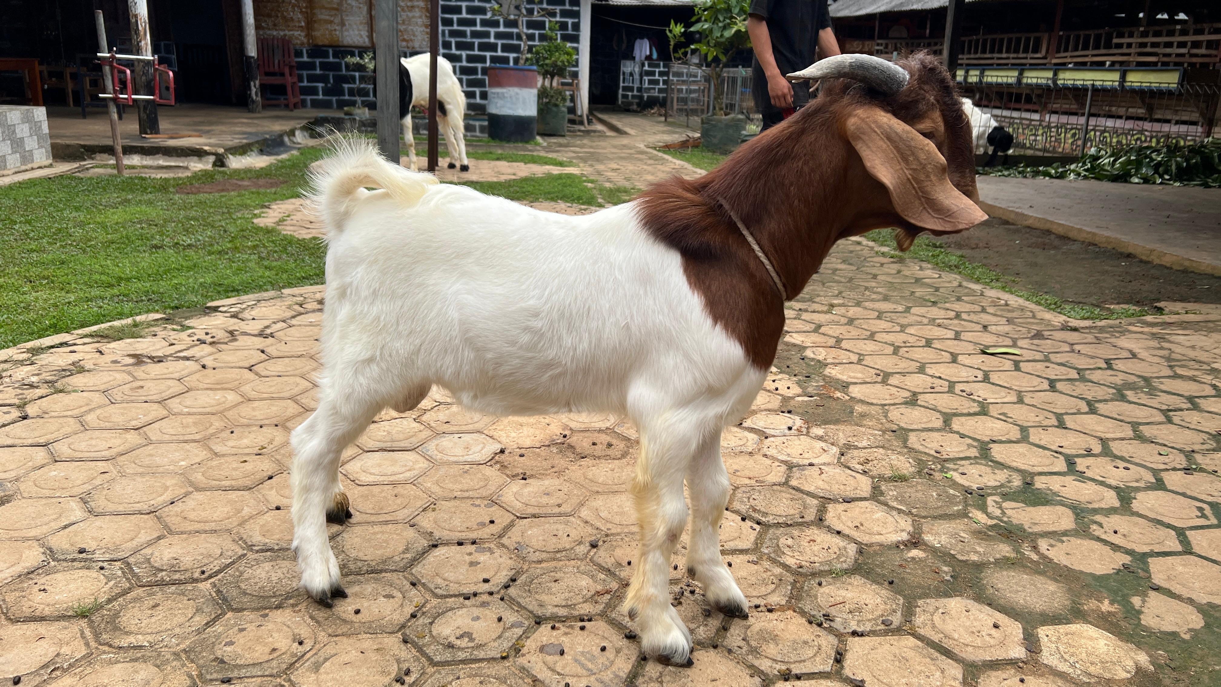 CANNAVARO