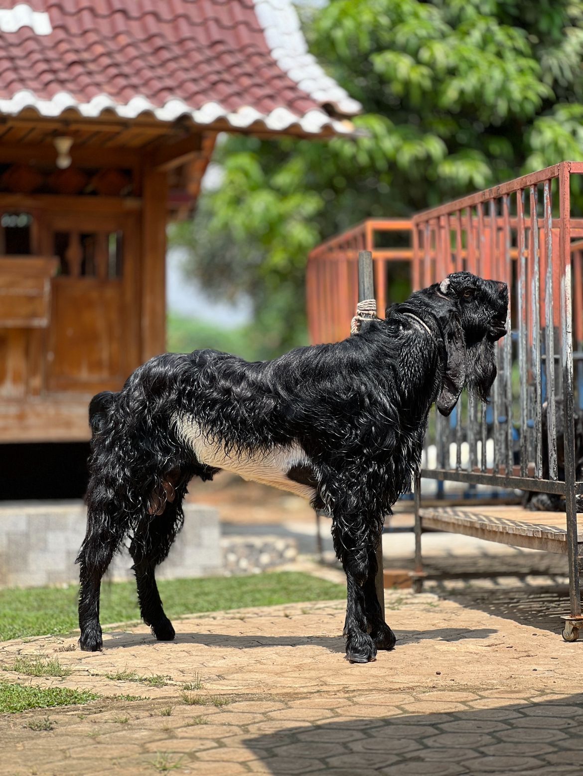 Gambar BASU DEWO - 2